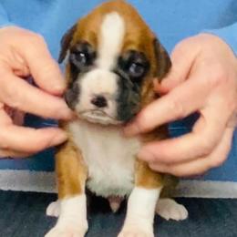 Yellow - Fawn male Boxer puppy in Oregon, Pennsylvania from Schaible's Boxer Huddle