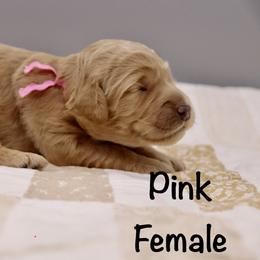 Pink - Apricot female Goldendoodle puppy in Maryville, Tennessee from Twin City Doodles