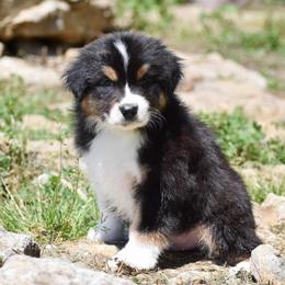 Pierre - Black tri-color male Australian Shepherd puppy in Easton, Missouri from MMA Kennel