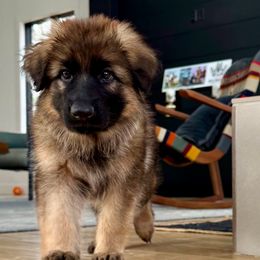 Cheyenne - Sable German Shepherd puppy in Canton, Texas from WILDWOOD GERMAN SHEPHERDS