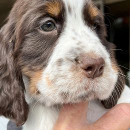 English Springer Spaniel Puppies from Silly Springers