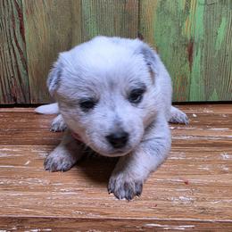 Pink Collar Blue Female - Blue female Australian Cattle Dog puppy in Riverton, Utah from Rundown Ranch Cattle Dogs