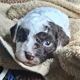 Tamia - Liver and white female Shihpoo puppy in Macon, Georgia from Shipoo Lane