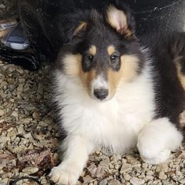 Collies from Bayou Collies