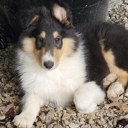 Collies from Bayou Collies