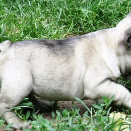 American Staffordshire Terrier and French Bulldog Puppies from Gaff's Amstaffs and Frenchies