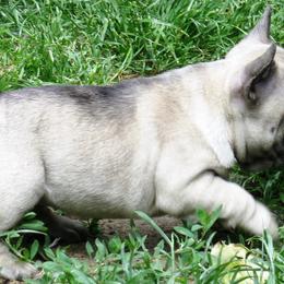 American Staffordshire Terrier and French Bulldog Puppies from Gaff's Amstaffs and Frenchies