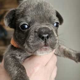 French Bulldog Puppies from Stephanie Jones
