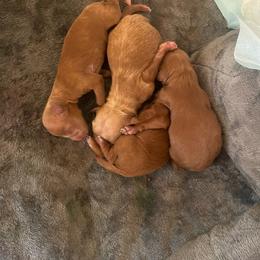 Boy 1 - Red male Cavapoo puppy in Cedar City, Utah from Pearson's Poodles