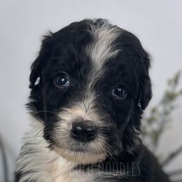 Little Gentleman Green - Black and white Assorted Doodle Crosses puppy in Clinton, Montana from BoLo Doodles