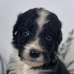 Little Gentleman Green - Black and white Assorted Doodle Crosses puppy in Clinton, Montana from BoLo Doodles
