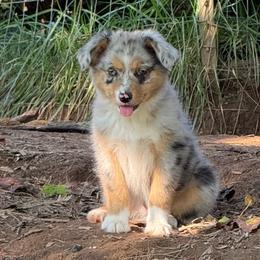 Aurora - Blue merle female Miniature Australian Shepherd puppy in Patterson, North Carolina from DreamLine Aussies