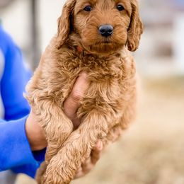Cavapoo and Goldendoodle Puppies from A2Z Doodles