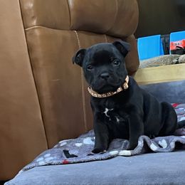 French Bulldog and Staffordshire Bull Terrier Puppies from Sincerity