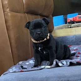 French Bulldog and Staffordshire Bull Terrier Puppies from Sincerity