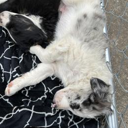 Border Collie Puppies from Roaring River Border Collies