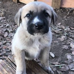 Anatolian Shepherd Dogs and Scottish Terriers from Lee Valley Scotties