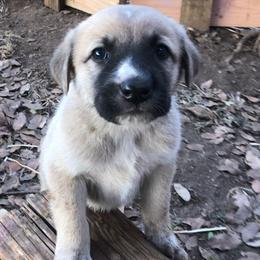 Anatolian Shepherd Dogs and Scottish Terriers from Lee Valley Scotties