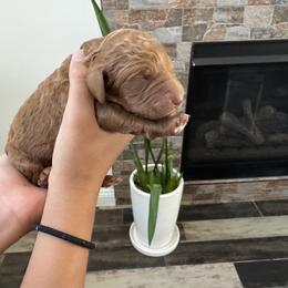 Boy 1 - Red  male Poodle puppy in Riverside, California from Riverside red poodles