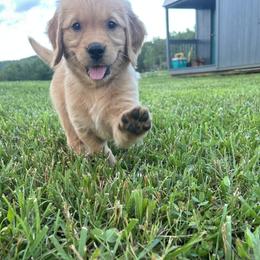 Golden Retriever Puppies from Apple Country Retrievers