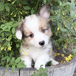 Mr. Green - Red male Pembroke Welsh Corgi puppy in Bakersfield, California from Kern River Corgis