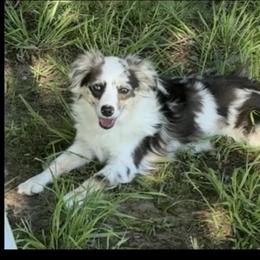 Millie - Toy Australian Shepherd