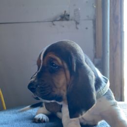 Basset Hound Puppies from Valley Bassets