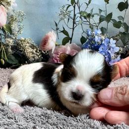 Blaze - Black tan and white male Biewer Terrier puppy in Nicholls, Georgia from Southeast Biewers