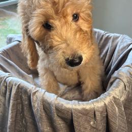 Charlene - Cream female Goldendoodle puppy in Clarksville, Tennessee from Golden Pine Designer Doodles