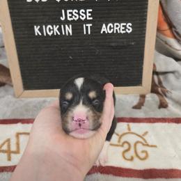Jesse - Black and tan male Pembroke Welsh Corgi puppy in Chariton, Iowa from Kickin It Acres BCs