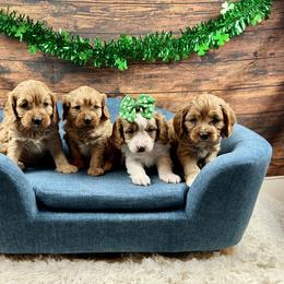 Bernedoodle, Cavalier King Charles Spaniel, Cavapoo, Cockapoo, and Poodle Puppies from Cavapoo Acres