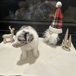 Max - White blue merle male Shetland Sheepdog puppy in Greenwood, Indiana from Midwest Shelties