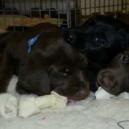 Bernedoodle, Labradoodle, and Labrador Retriever Puppies from MarmeDuke Doodles