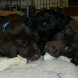 Bernedoodle, Labradoodle, and Labrador Retriever Puppies from MarmeDuke Doodles