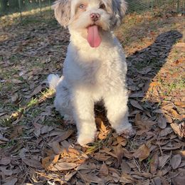 River - Aussiedoodle