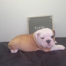 Elvin - Red and white male Bulldog puppy in Hillsdale County, Michigan from KZ Bullies LLC