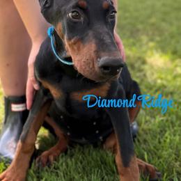 Light blue collared girl - Black and rust female Doberman Pinscher puppy in Winamac, Indiana from DIAMOND RIDGE DOBERMANS