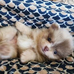 Lil' Man - Chocolate merle male Pomeranian puppy in Long Eddy, New York from Denise’s Exquisite Pomeranians