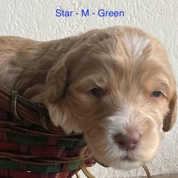 Boy 2 - Cream male Australian Labradoodle puppy in Sedona, Arizona from Red Rock Doodles