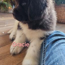 Gracie - White and brown female Newfoundland puppy in Honey Grove, Pennsylvania from Heinrich Family Newfoundlands