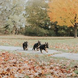 German Shepherd Puppies from Vom Platzhirsch Kennels