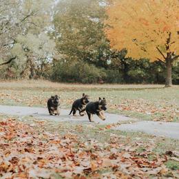 German Shepherd Puppies from Vom Platzhirsch Kennels