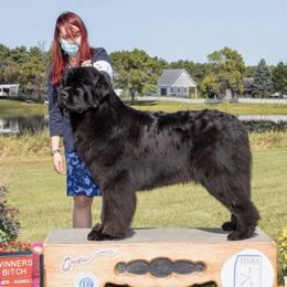 Newfoundlands from Tickle Bay Newfoundlands