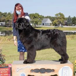 Newfoundlands from Tickle Bay Newfoundlands
