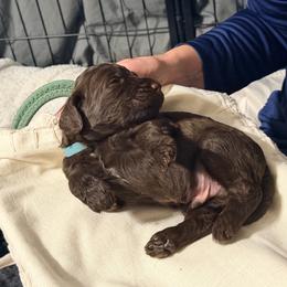 MT Nest's Billy the Kid - Chocolate male Goldendoodle puppy in Clyde, Texas from MTNest Doodles