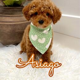 Asiago - Red  male Goldendoodle puppy in Buford, Georgia from Petite Posh Puppies