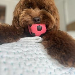 Australian Labradoodle All Grown Up from Cherry Valley Labradoodles