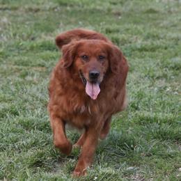 Gentry - Golden Retriever