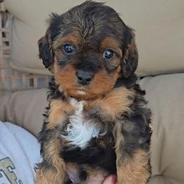 Hersey - Black and tan male Cavapoo puppy in Blackfoot, Idaho from Rocky Desert Goldens and Cavaliers