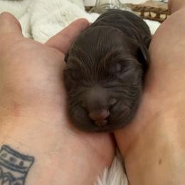 Celeste - Chocolate female Goldendoodle puppy in Lexington, North Carolina from Southern Grace Acres